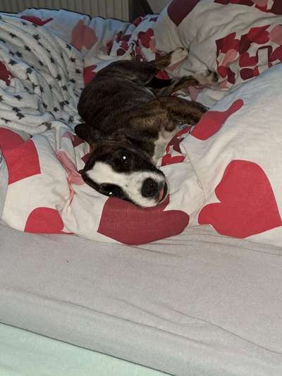 Wo sind die Mischlinge?-Beitrag-Bild