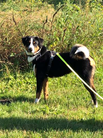 Appenzeller Sennenhunde-Beitrag-Bild