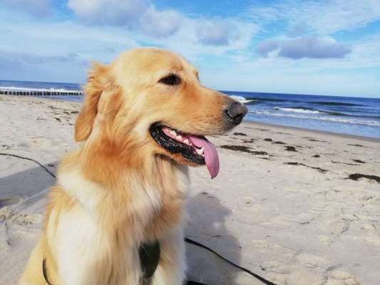 Hovawart-Beitrag-Bild