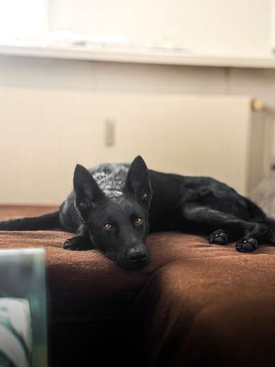 Schäferhund-Beitrag-Bild