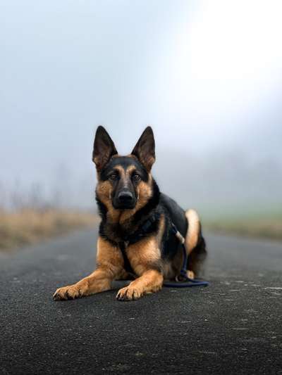 Schäferhund-Beitrag-Bild