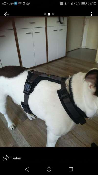 Wie sitzt mein Geschirr?-Beitrag-Bild