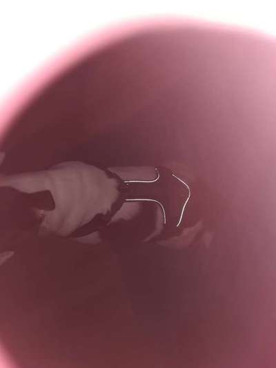 Halsband oder Geschirr?-Beitrag-Bild