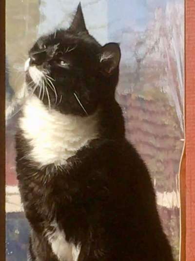 Unsere Fellnasen im Regenbogenland-Beitrag-Bild