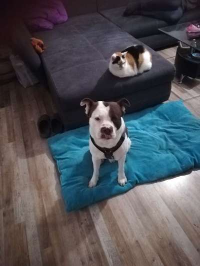 Halsband oder Geschirr?-Beitrag-Bild