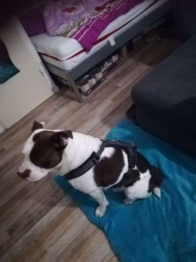 Halsband oder Geschirr?-Beitrag-Bild