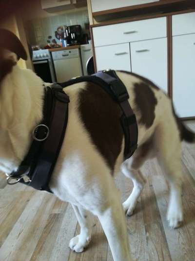 Wie sitzt mein Geschirr?-Beitrag-Bild