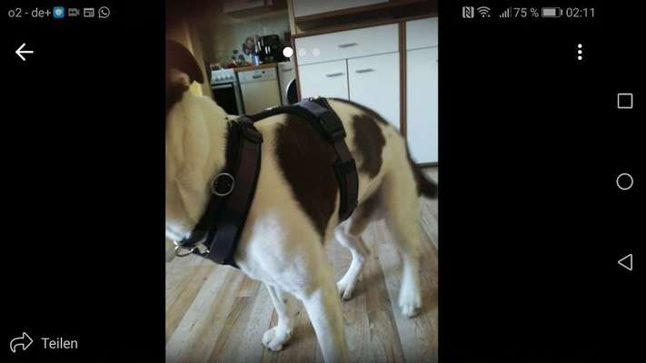 Wie sitzt mein Geschirr?-Beitrag-Bild