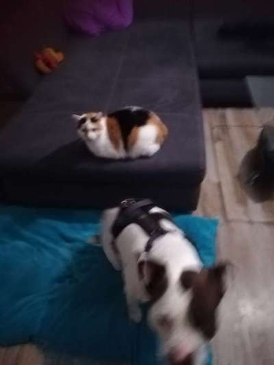 Halsband oder Geschirr?-Beitrag-Bild