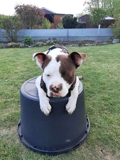 Dogorama Photo Challenge - Rund-Beitrag-Bild