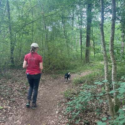 %{de_profession_title} Mantrailing / Pettrailing %{location} – Dogorama