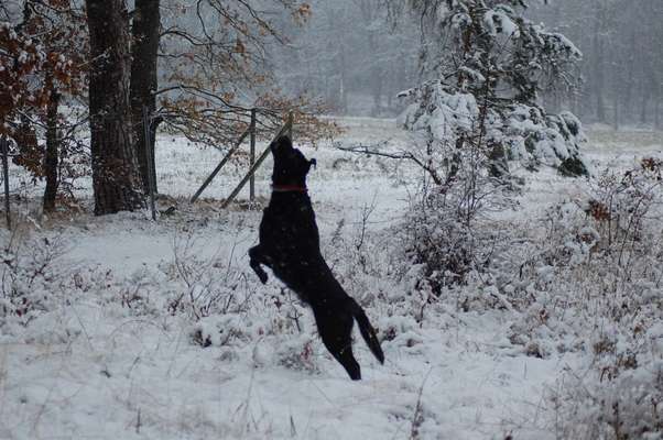 Dogorama Photo Challenge - Es wird nochmal kalt!-Beitrag-Bild