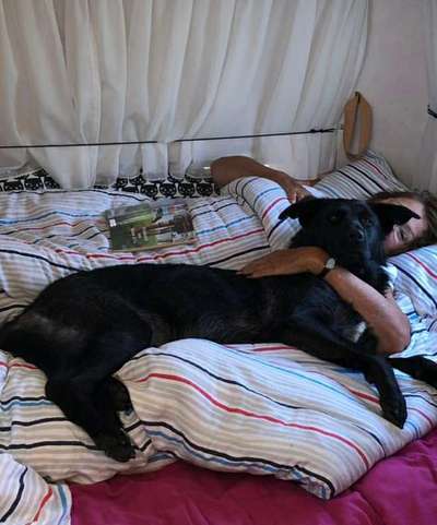 Labradorfans-Beitrag-Bild