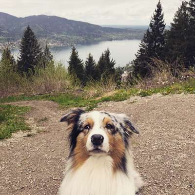 Die Dogorama Kalender Challenge 4/4-Beitrag-Bild