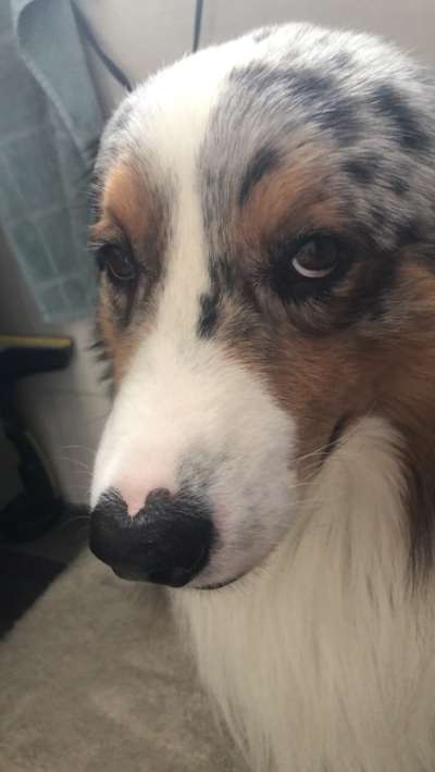 Dogorama Photo Challenge- genervter Blick-Beitrag-Bild