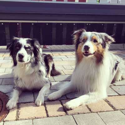 Dogorama Photo Challenge - Die besten Hundebuddys-Beitrag-Bild