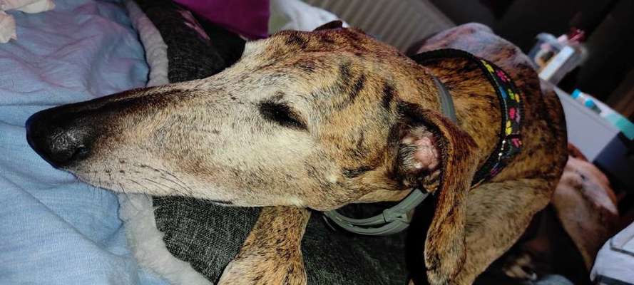 TierschutzhundeStammtisch🐕-Beitrag-Bild