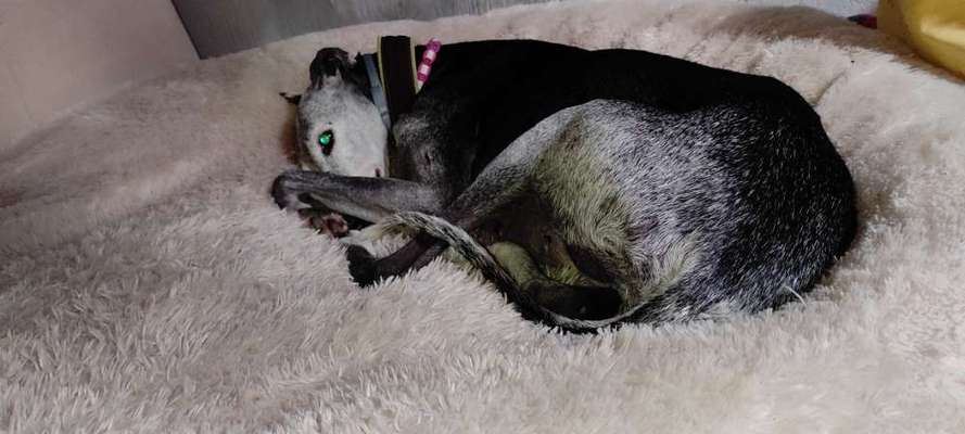 TierschutzhundeStammtisch🐕-Beitrag-Bild