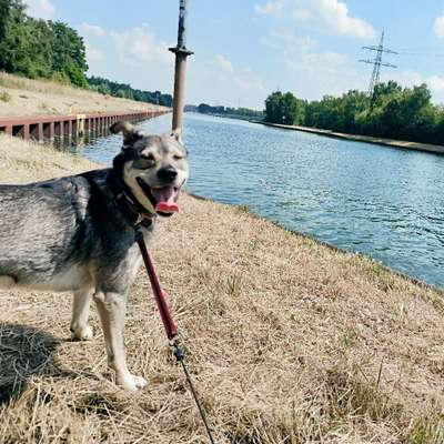 Hundetreffen-Treffen am CentrOMed-Bild