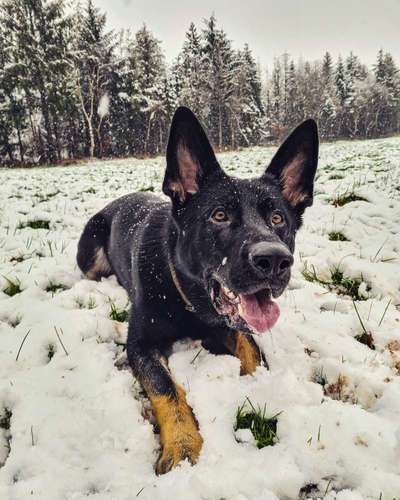 Deutsche Schäferhunde, Belgische Schäferhunde.-Beitrag-Bild