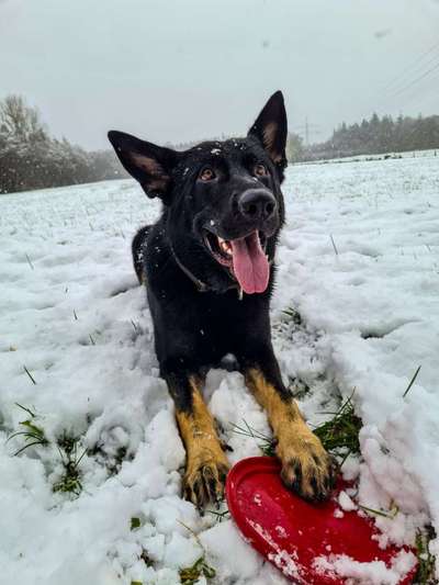 Schäferhund-Beitrag-Bild