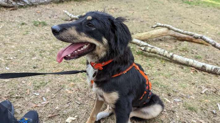 Auslandstierschutz-Beitrag-Bild