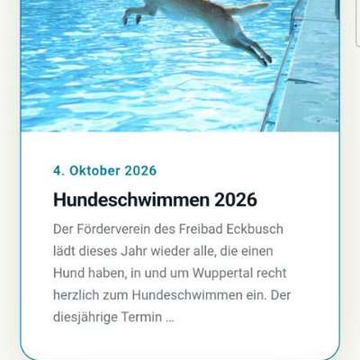 Französische Bulldoggen-Beitrag-Bild
