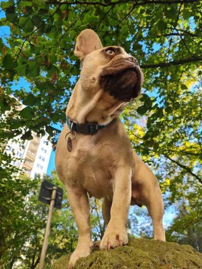 Die Dogorama Kalender Challenge Titelbild-Beitrag-Bild