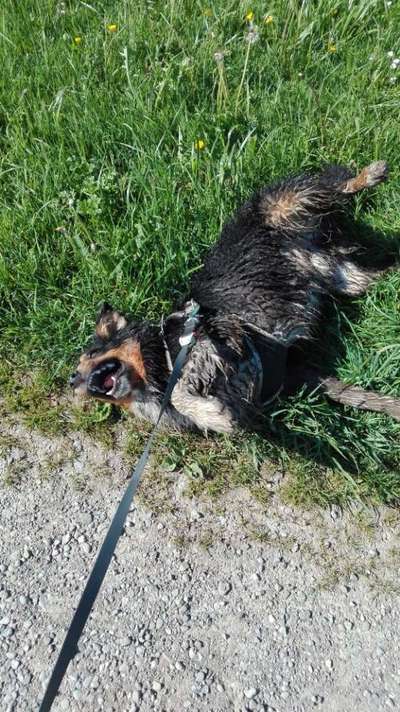 Zeigt eure verrücktesten Hundebilder-Beitrag-Bild