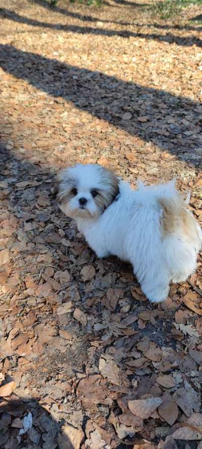 Shih Tzu-Beitrag-Bild