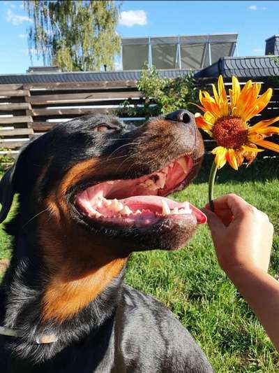 Challenge 23 : "  Euer Hund beim Frühlingserwachen "-Beitrag-Bild