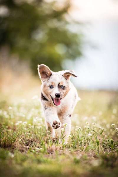 Zeigt mal die schönsten Bilder von euren Hunden !-Beitrag-Bild