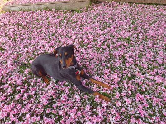 Die Dogorama Monats Challenge "Es grünt und blüht"-Beitrag-Bild