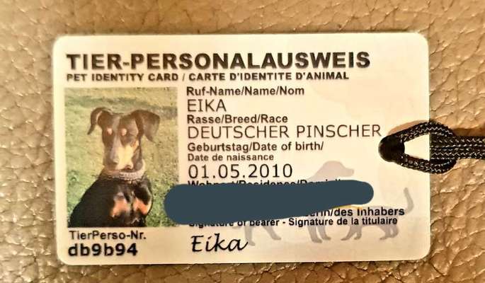 Hund weggelaufen?-Beitrag-Bild