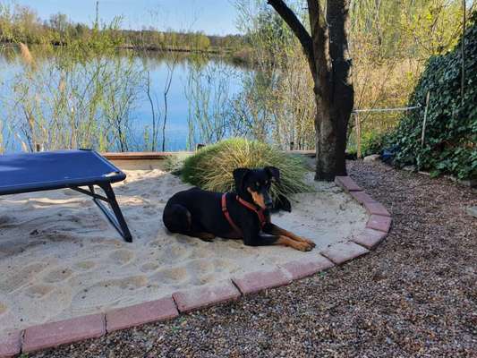 Rassen und ihre Eigenschaften-Beitrag-Bild