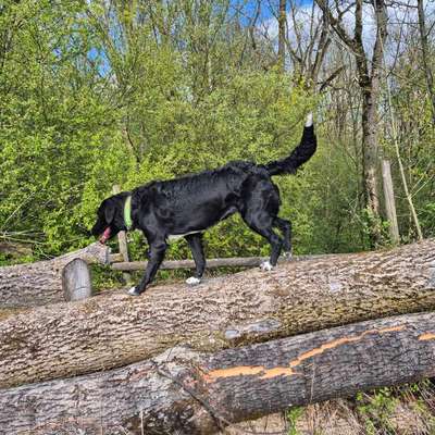 Hundetreffen-Gassirunde-Bild