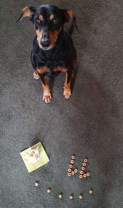 Liebhaber des Deutschen Pinscher gesucht.-Beitrag-Bild