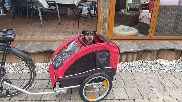 Hund an Fahrradabhänger gewöhnen-Beitrag-Bild