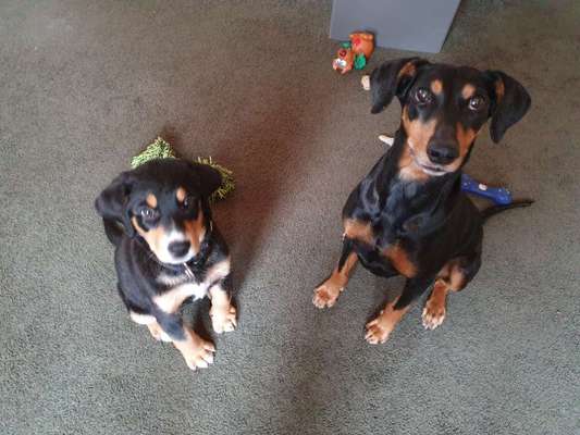 Bester Freund, Hundekumpel - zeigt her!-Beitrag-Bild