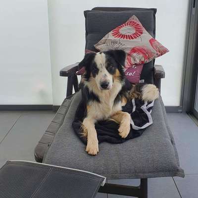 Hundetreffen-Gassirunde