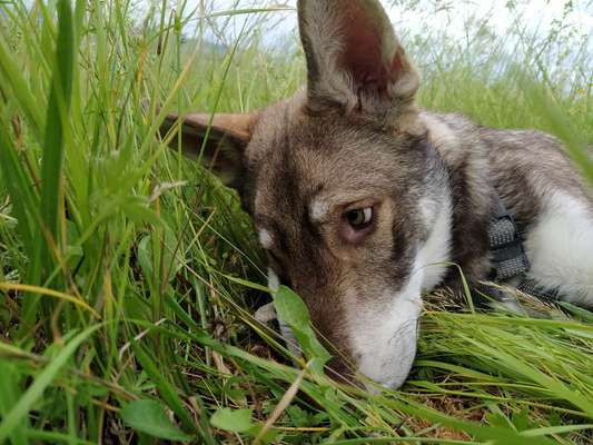 5. Hund im hohen Gras-Beitrag-Bild