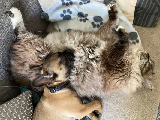 Bester Freund, Hundekumpel - zeigt her!-Beitrag-Bild