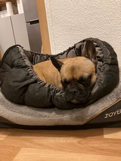 Französische Bulldoggen-Beitrag-Bild