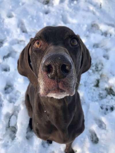 Rassen und ihre Eigenschaften-Beitrag-Bild