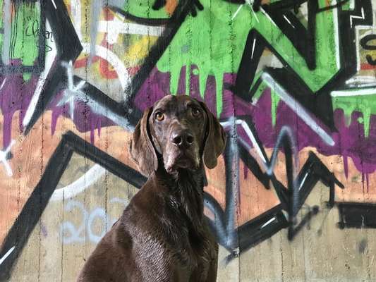 Magyar Vizsla UK-Beitrag-Bild