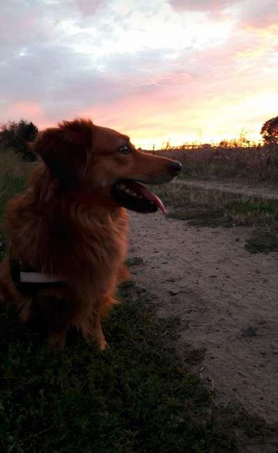 Die Dogorama Kalender Challenge Titelbild-Beitrag-Bild