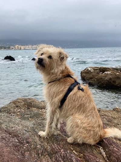 Dogorama Photo Challenge - Gassipause-Beitrag-Bild