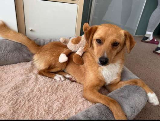 Hundetreffen-Toben und spielen-Bild