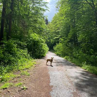 Hundetreffen-Gemeinsame Spaziergänge-Bild