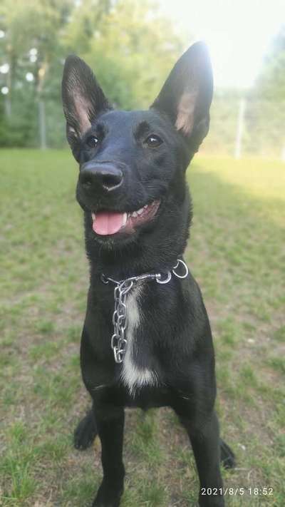 Labradorfans-Beitrag-Bild